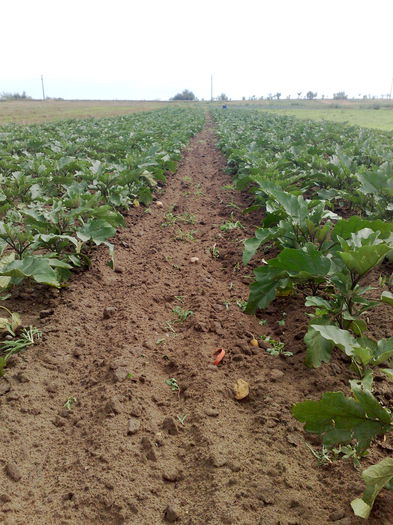 vinete cultura a doua dupa cartofi--plantate pe 25 iunie - legumicultura --ocupatia mea