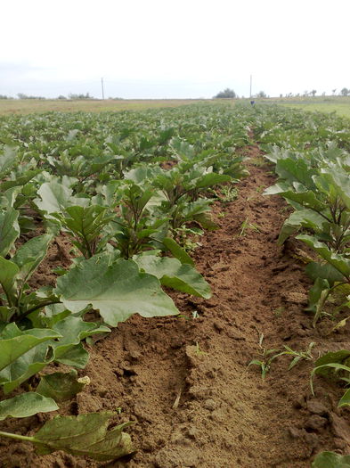 010120071156 - legumicultura --ocupatia mea