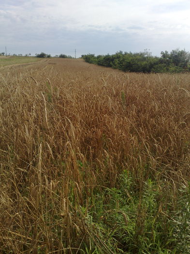 triticale netreierate inca din cauza ploilor