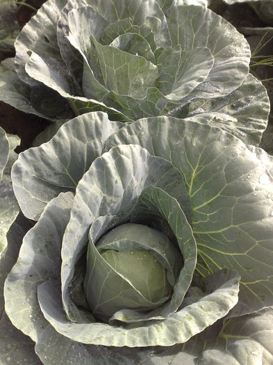 varza plantata pe 15 mai