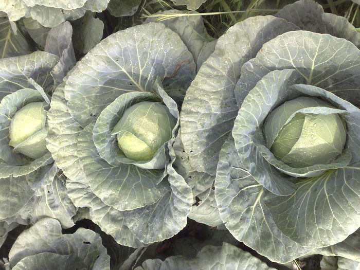 varza plantata pe 28 aprilie-- recoltata prima masina pe 17 iulie