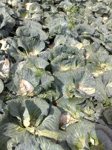 cu recoltare de aproape de suta la suta