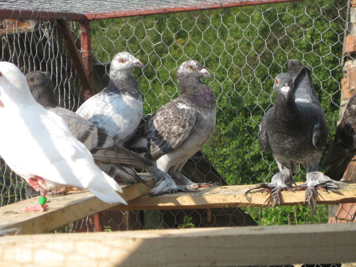 Picture 114 - pui 2014 voiajori maghiari de frumusete