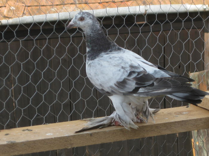 Picture 120 - pui 2014 voiajori maghiari de frumusete