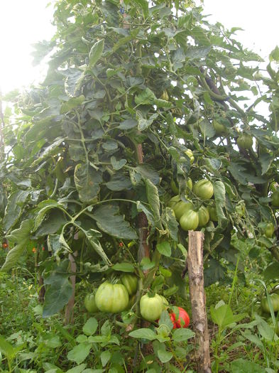 tomate OXHEART - D-Gradina de legume-2014