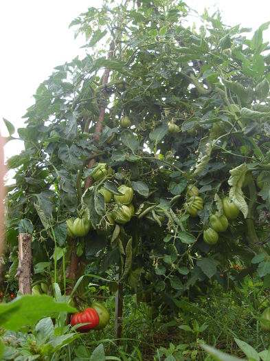 tomate OXHEART - D-Gradina de legume-2014