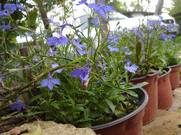 22 iulie 2014 018 - Florile mele