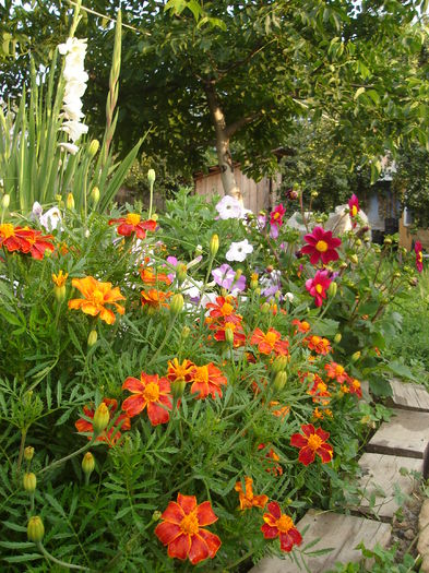 22 iulie 2014 006 - Florile mele