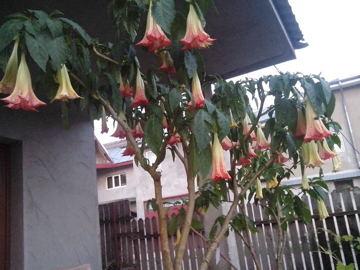 brugmansia pink - brugmansii-daturi-iochrome 2014