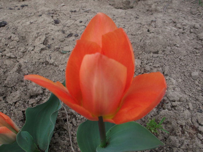 DSCF5090 - FLORI
