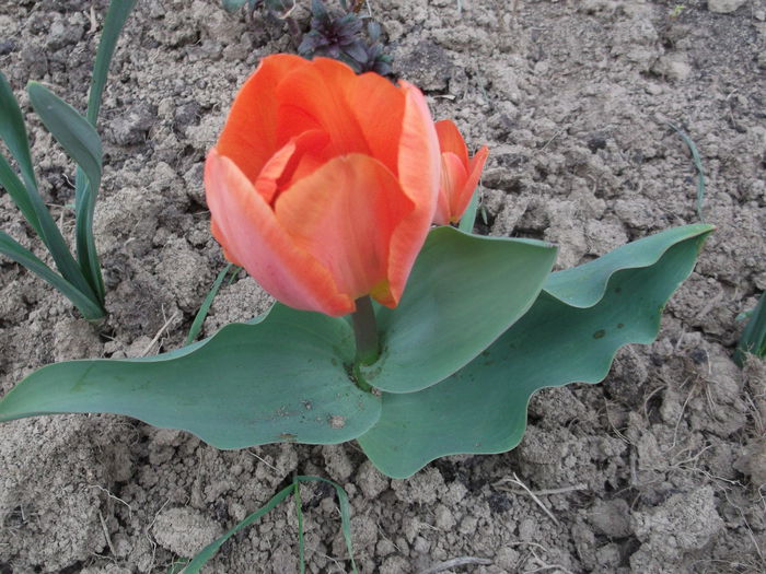 DSCF5095 - FLORI