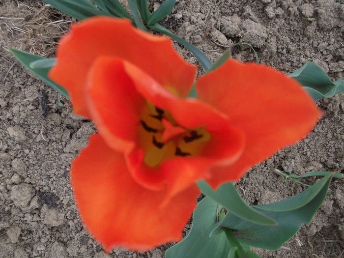 DSCF5098 - FLORI