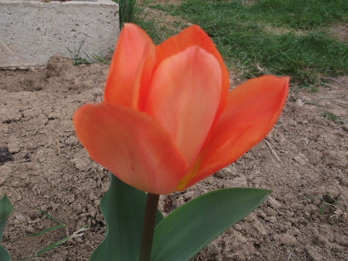 DSCF5100 - FLORI