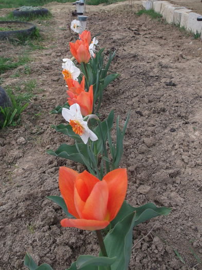 DSCF5092 - FLORI