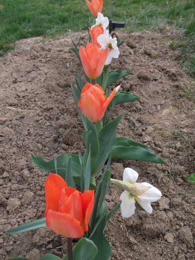 DSCF5103 - FLORI