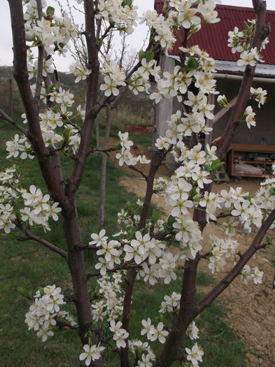 DSCF5109 - POMI FRUCTIFERI