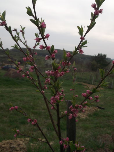 DSCF5110 - POMI FRUCTIFERI