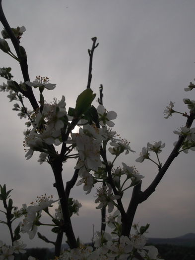 DSCF5115 - POMI FRUCTIFERI