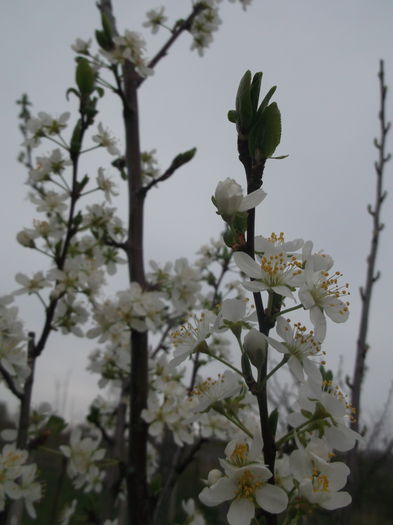 DSCF5116 - POMI FRUCTIFERI