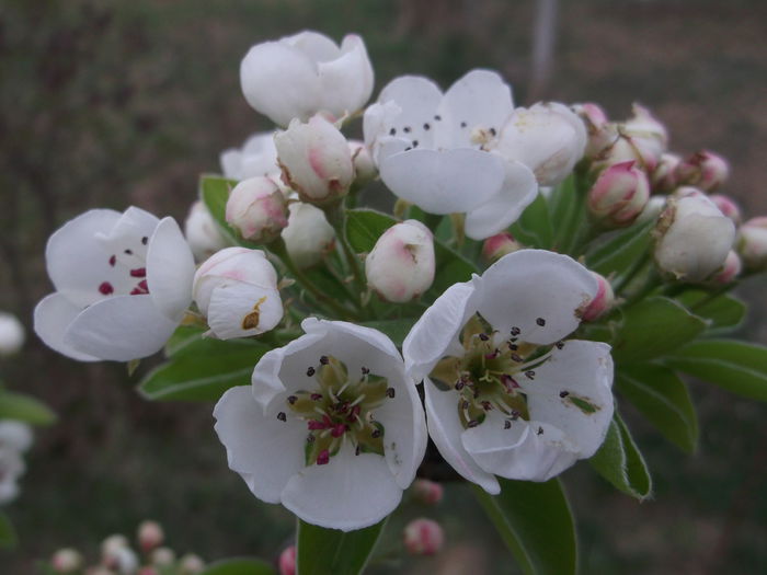 DSCF5117 - POMI FRUCTIFERI