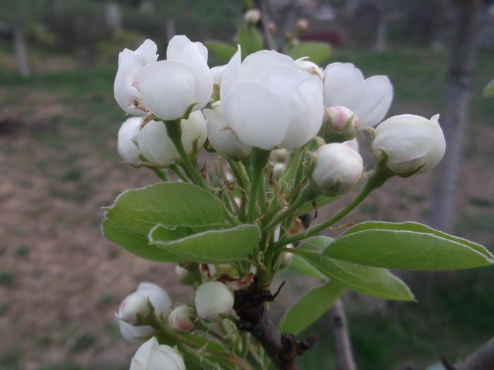 DSCF5119 - POMI FRUCTIFERI