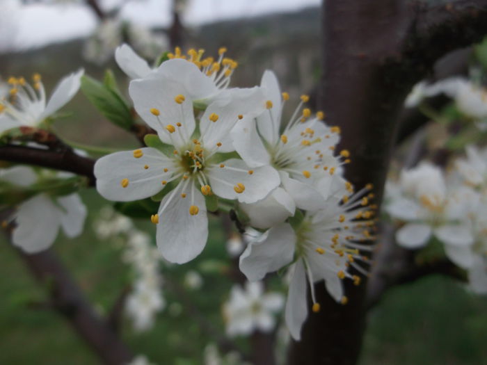 DSCF5121 - POMI FRUCTIFERI