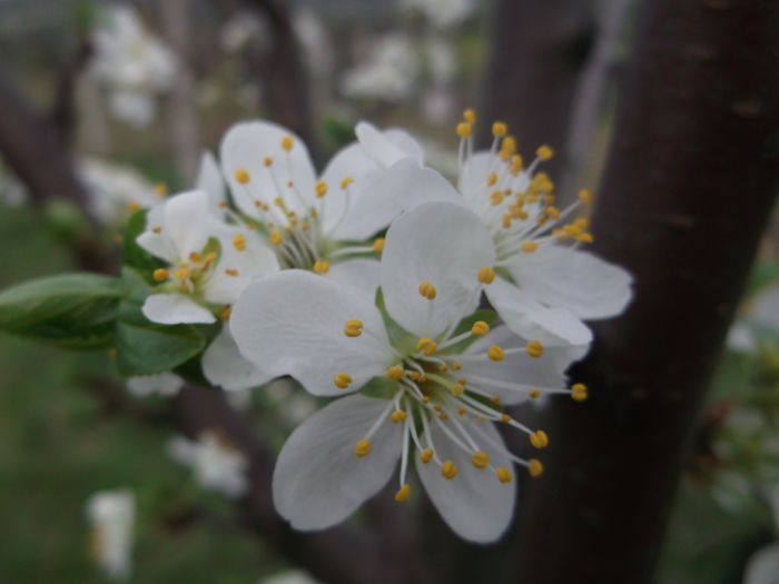 DSCF5122 - POMI FRUCTIFERI