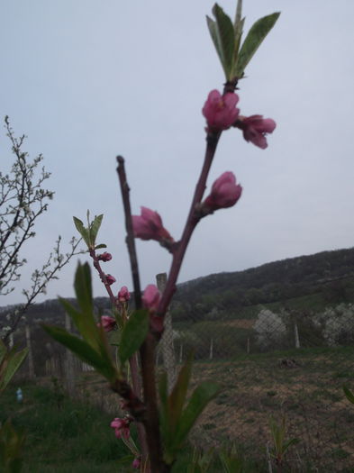 DSCF5123 - POMI FRUCTIFERI