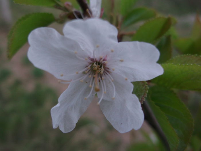 DSCF5127 - POMI FRUCTIFERI