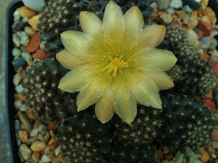 Photo0118 - Copiapoa humilis var tenuissima