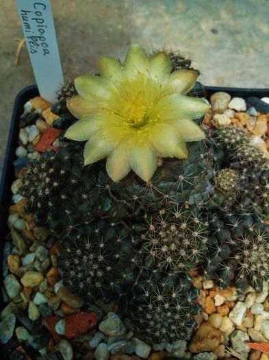 Photo0119 - Copiapoa humilis var tenuissima