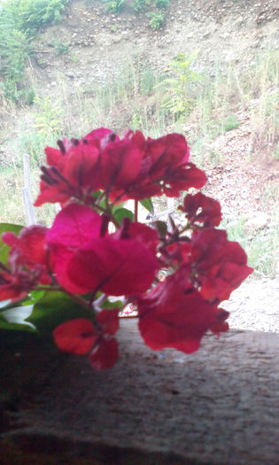 IMG_20140722_153918[1] - BOUGAINVILLEA