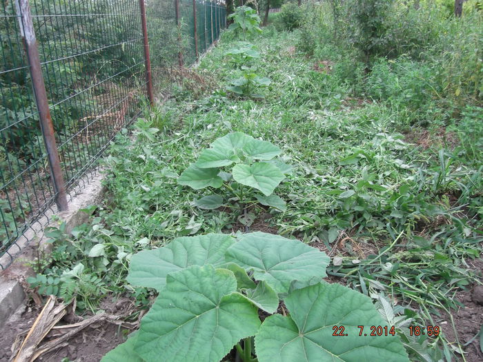 DSCF1909 - paulownia-2014