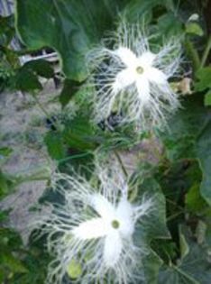 CASTRAVETE SARPE-PADWAL