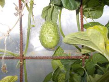 CUCUMIS ANGURIA 5 SEM. 5 LEI - SEMINTE CASTRAVETI RARI