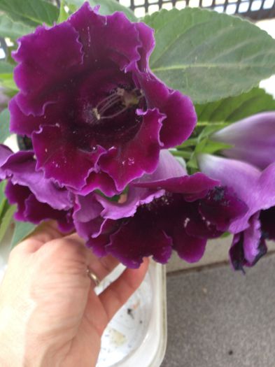 image - Gloxinia