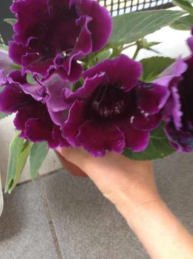image - Gloxinia