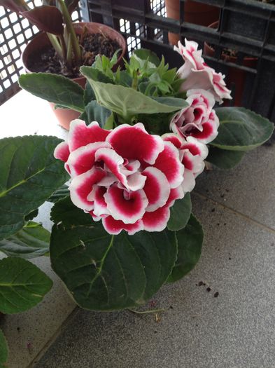image - Gloxinia