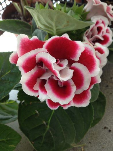 image - Gloxinia