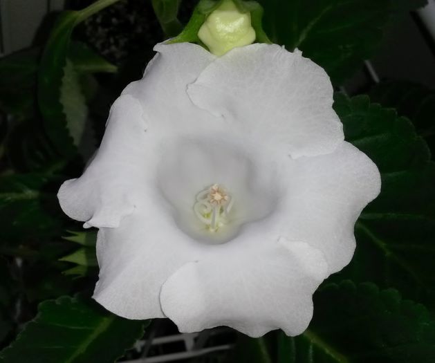 Mont Blanc - Gloxinia