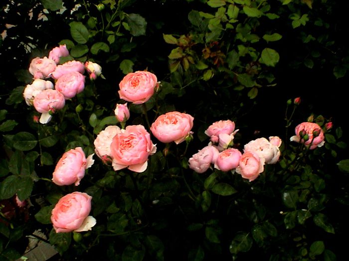 DSC00940 - The Alnwick Rose