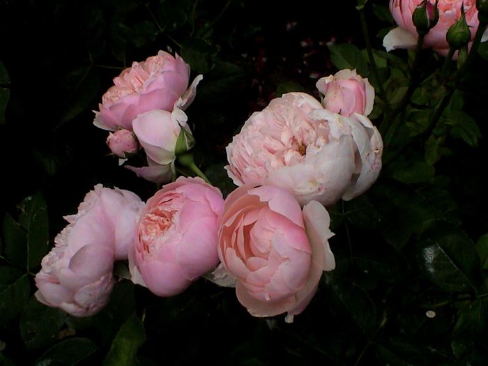 DSC00941 - The Alnwick Rose