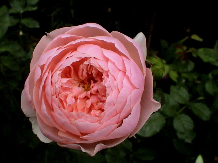 DSC00947 - The Alnwick Rose