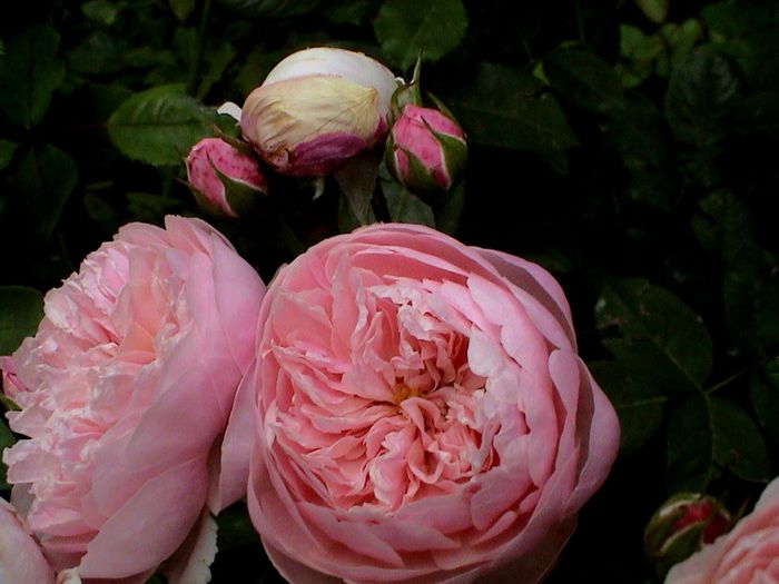 DSC00949 - The Alnwick Rose