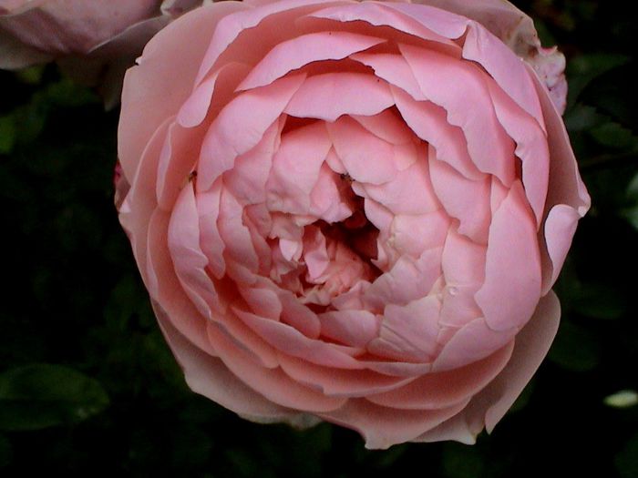 DSC00951 - The Alnwick Rose