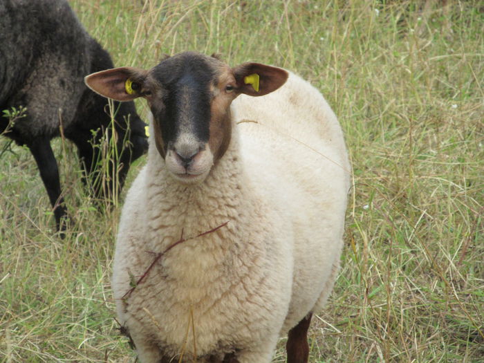  - Diverse 1 - Plimbari