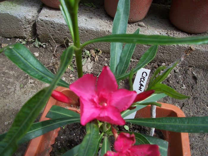 100_7679 - flori