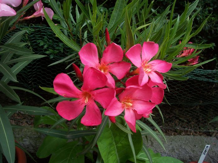 somon inchis - flori