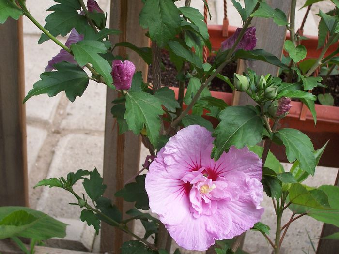 100_7682 - flori