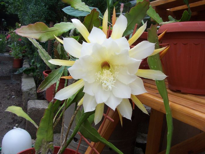 100_7694 - flori